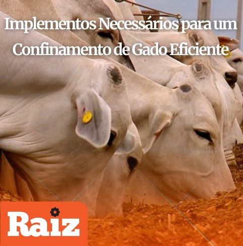 Confinamento de Gado